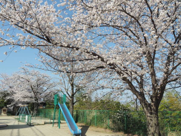 北ノ口公園の桜の様子